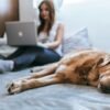 Bedbug Insurance
