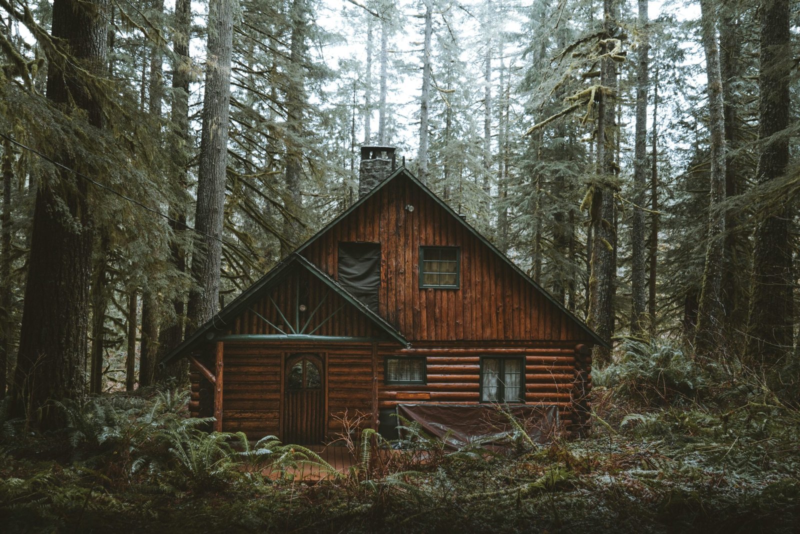 Tree Falls on a Neighbor’s Property — Who Pays?